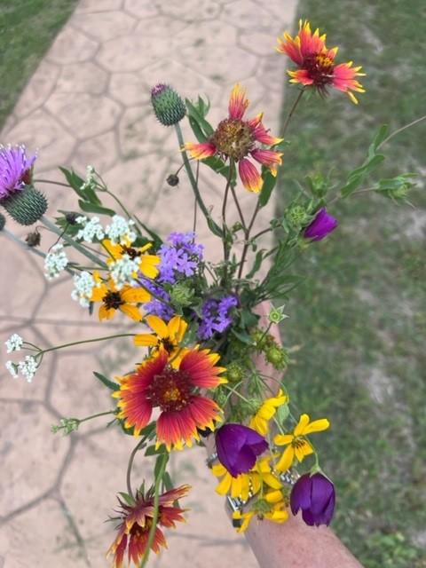 Wild Flowers Eagle Mountain Park